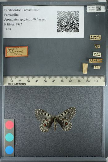 Media type: image;   Entomology 174691